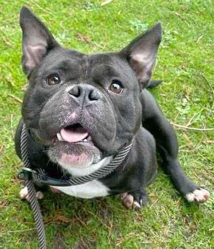 Dolly Daydream the pocket bully. Picture: Last Chance Animal Rescue