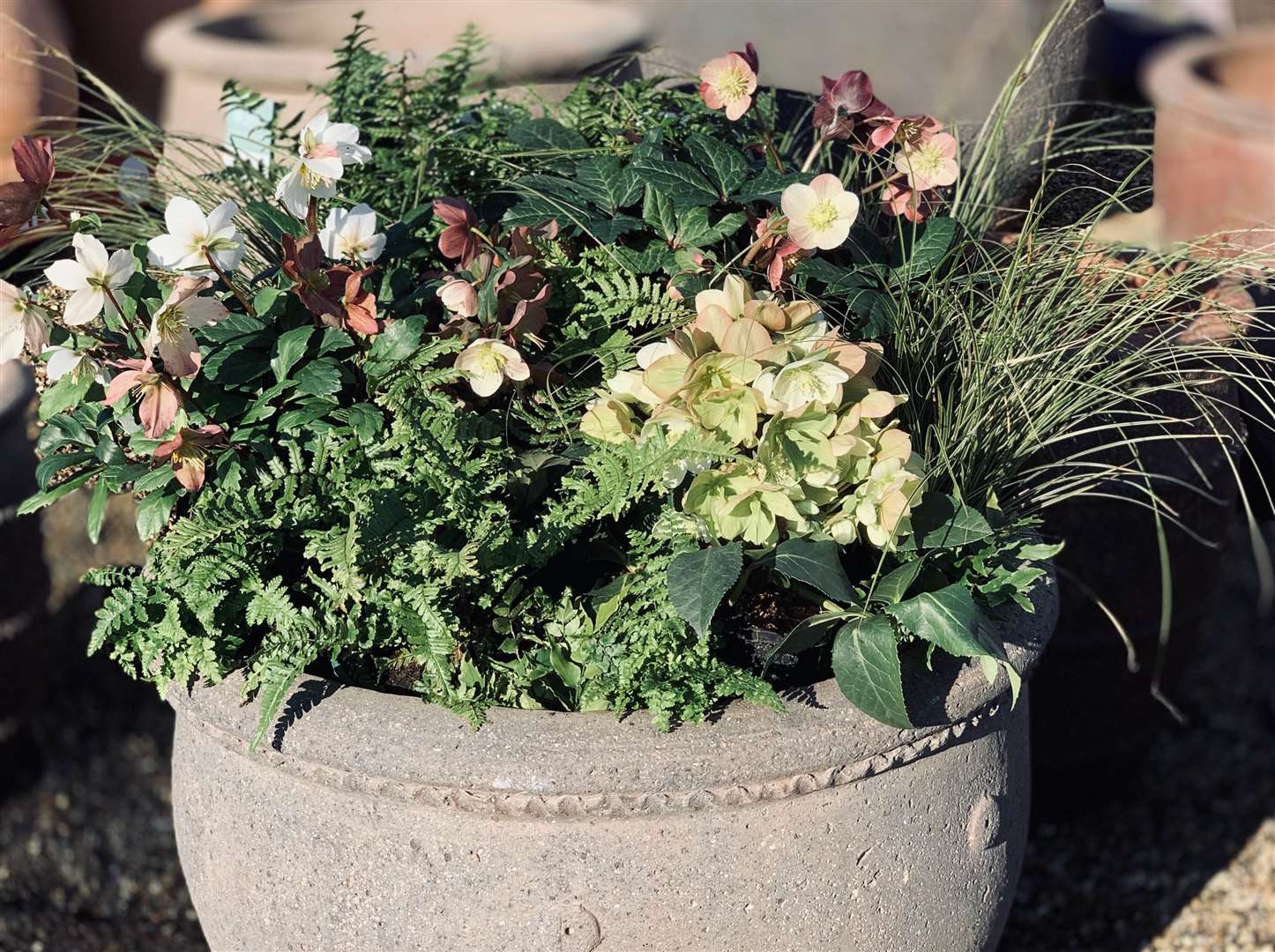 Coblands Garden Centre offer an array of plants in various sizes that suit a customer's needs, whether they're seeking a Mediterranean paradise or a traditional English cottage garden.