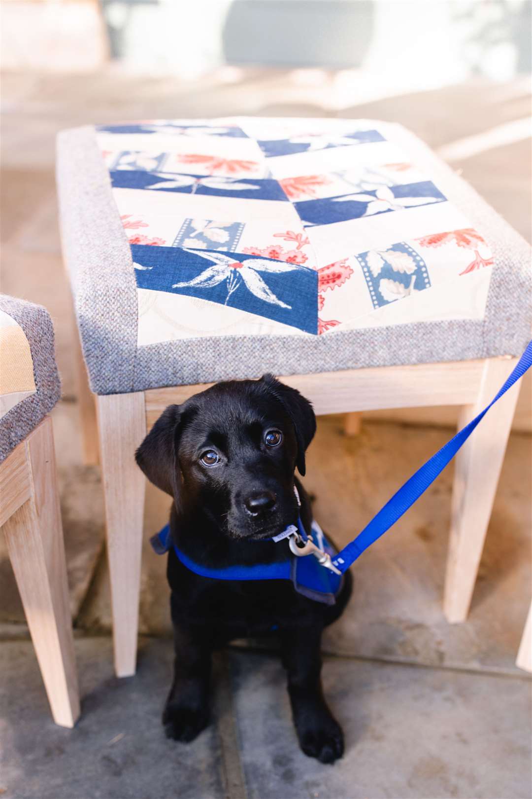 Darcie the Labrador puppy next to one of the bespoke stools (King’s Foundation/PA)