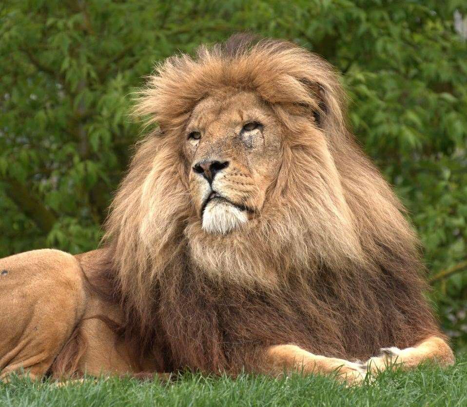 Manzi the lion. Picture: Alma Leaper, Perou and the Big Cat Sanctuary team