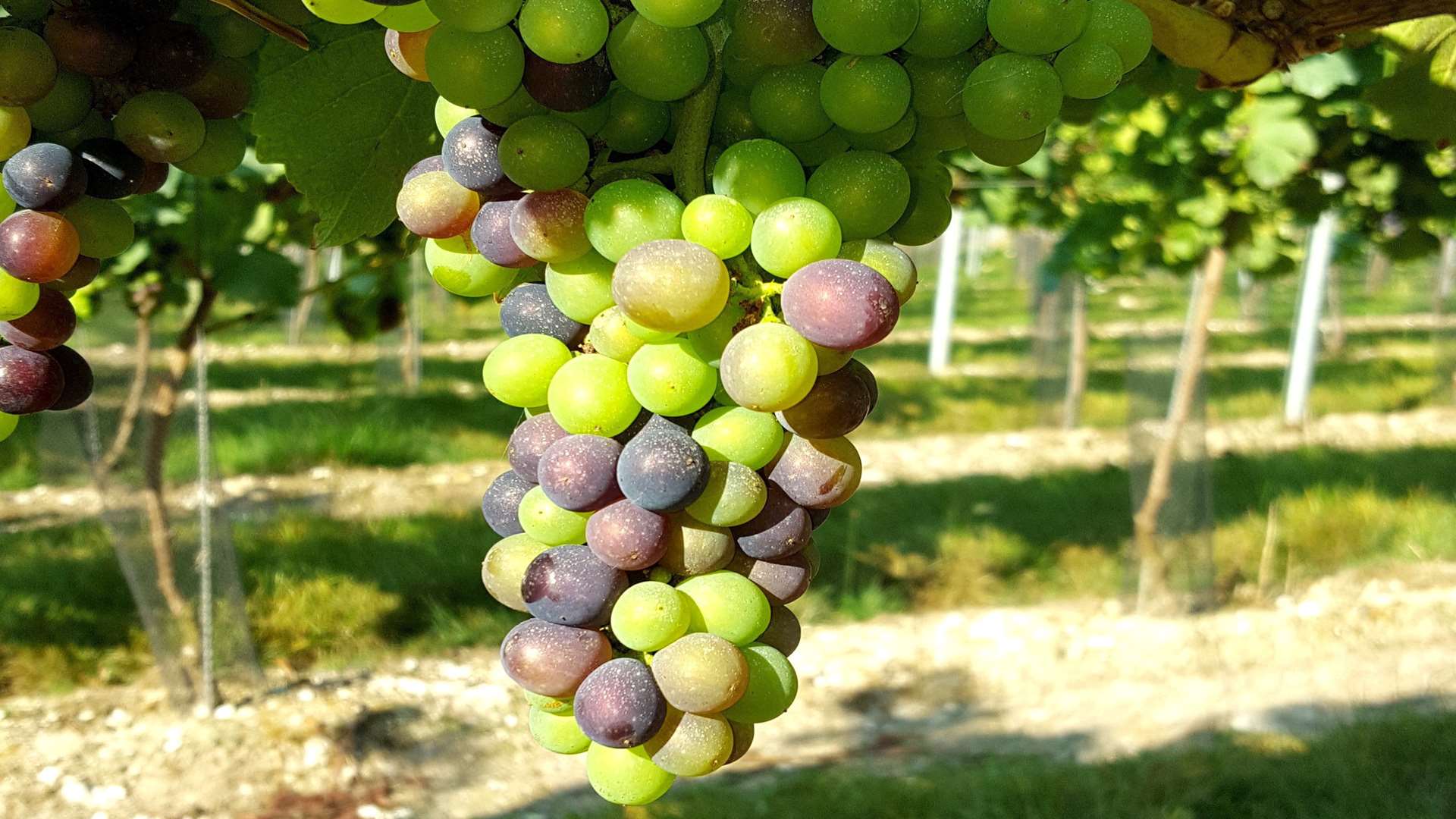 The first grapes are ripening at the Simpsons Wines Estate at Barham