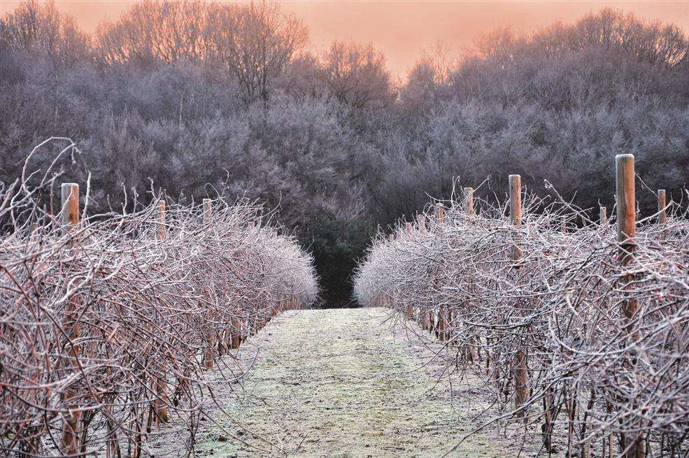 Biddenden Vineyards