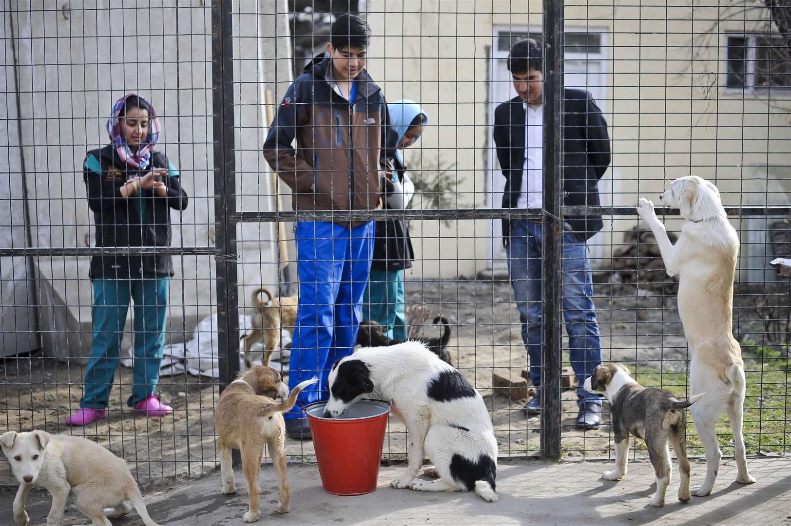 Puppies at the Nowzad Dogs charity based in Kabul (Ben Birchall/PA)