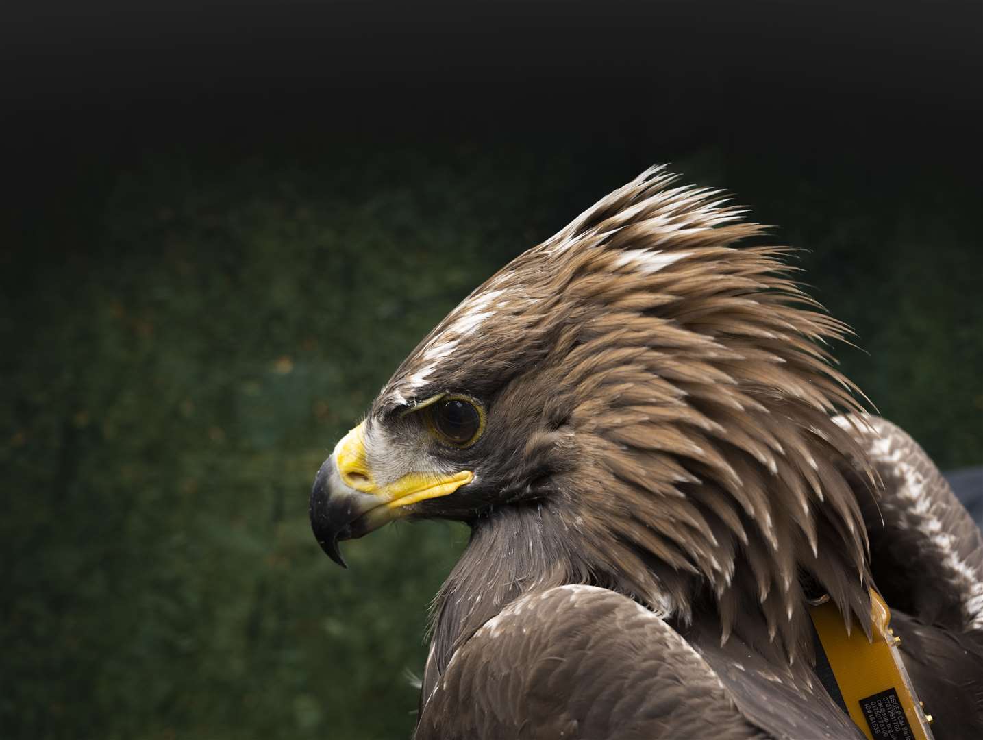 The South of Scotland Golden Eagle Project tags a number of locally-fledged eagles for monitoring and research (Phil Wilkinson/PA)