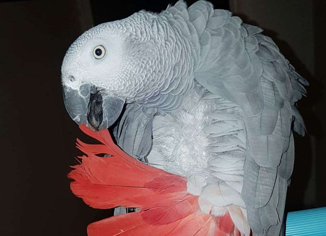 Freddie the parrot flew away from his home in Sea Street, Herne Bay, last week