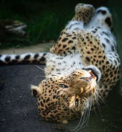 Ta'iri arrived at The Big Cat Sanctuary in March 2008