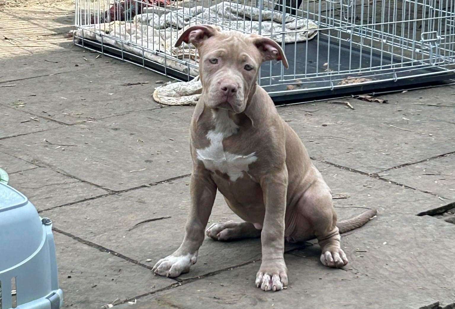 The XL Bully pups are almost four months old