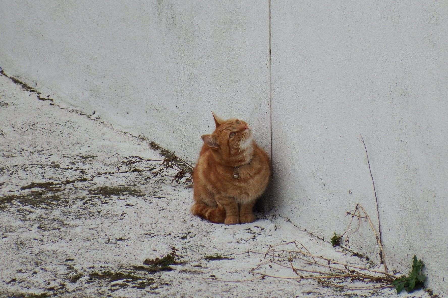 The cat on the ledge in Ramsgate. Picture: Mike Pett