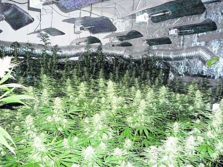 The cannabis factory in Cuxton, where more than 800 plants were found.