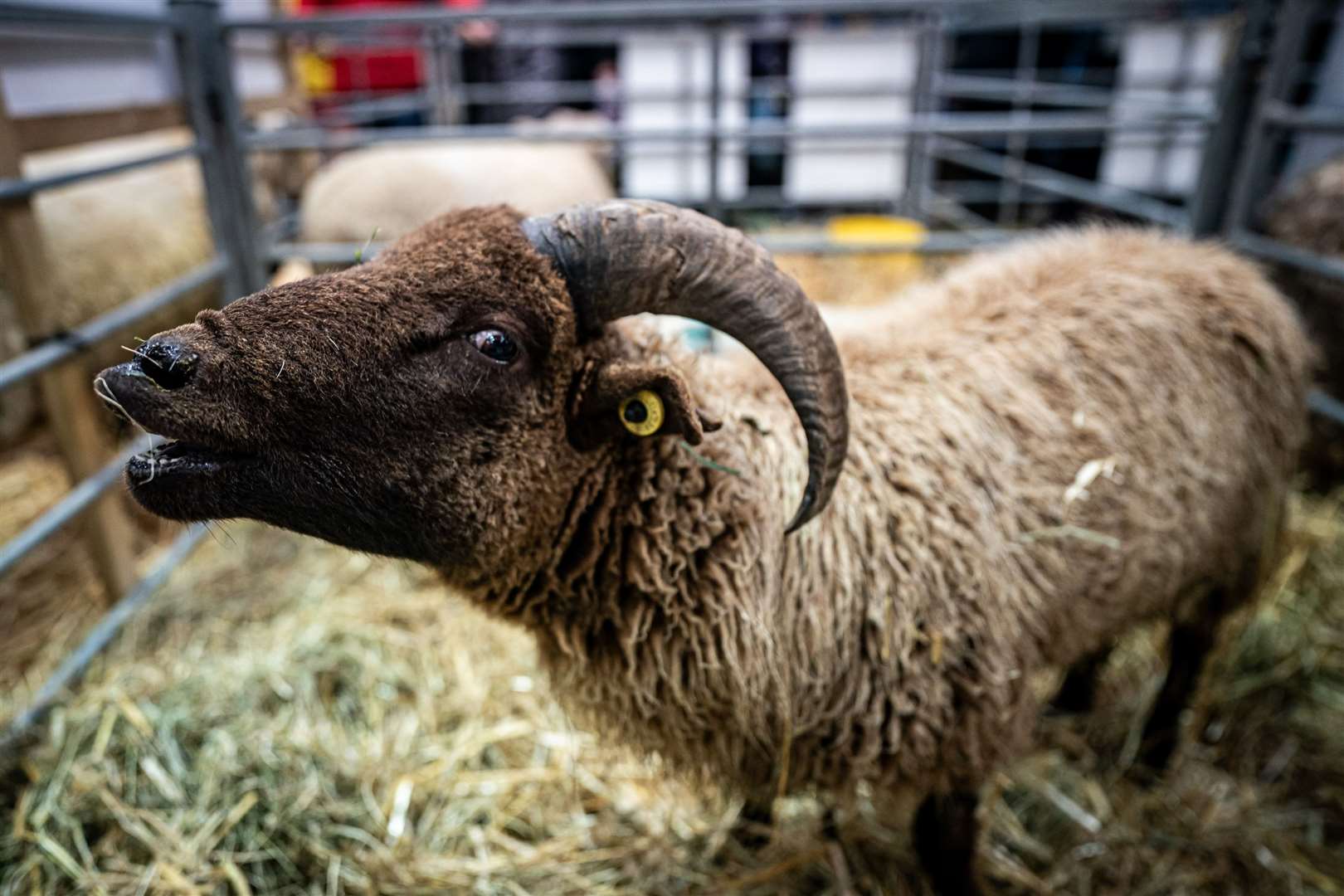 A Manx Loaghtan sheep was getting impatient to meet the judges (Ben Birchall/PA)