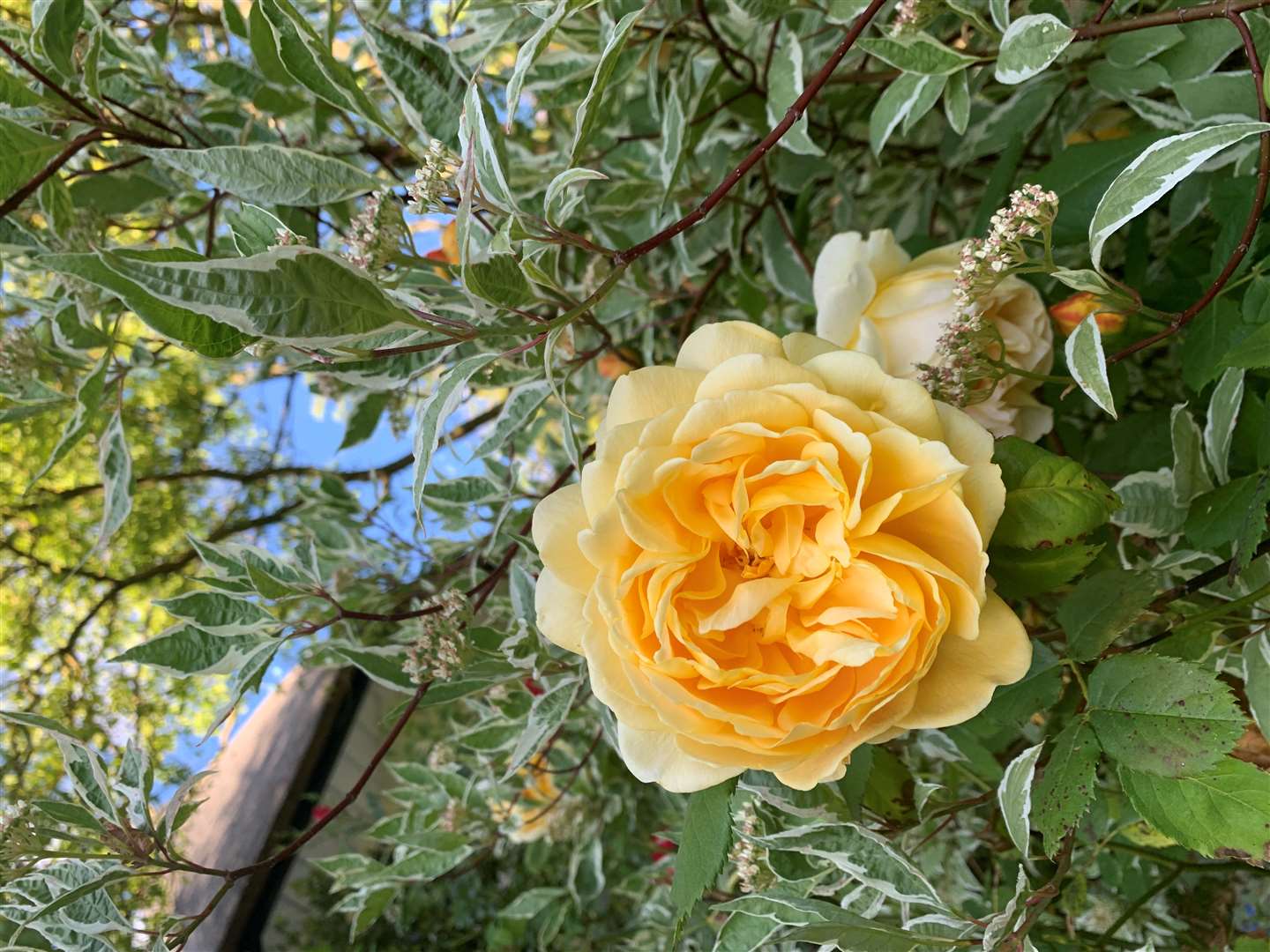 Princess Alexandra chose the golden celebration rose (Buckingham Palace/PA)