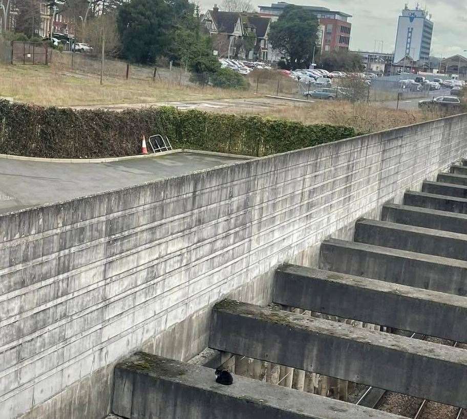 The cat was stranded for half a day near railway tracks at Ashford International