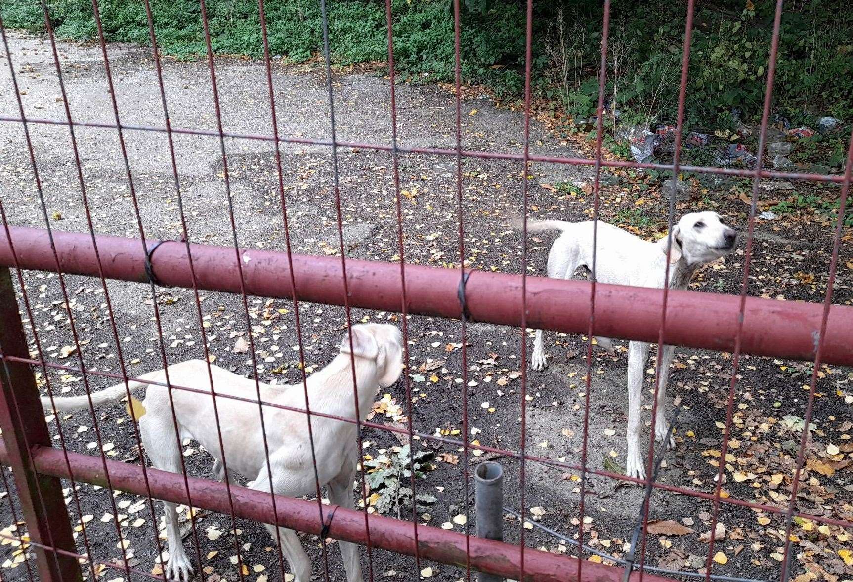 Langley Beck was found guilty of breaching a lifelong ban on owning animals. Picture: RSPCA