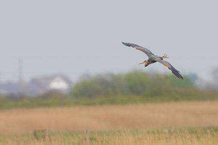 Purple heron