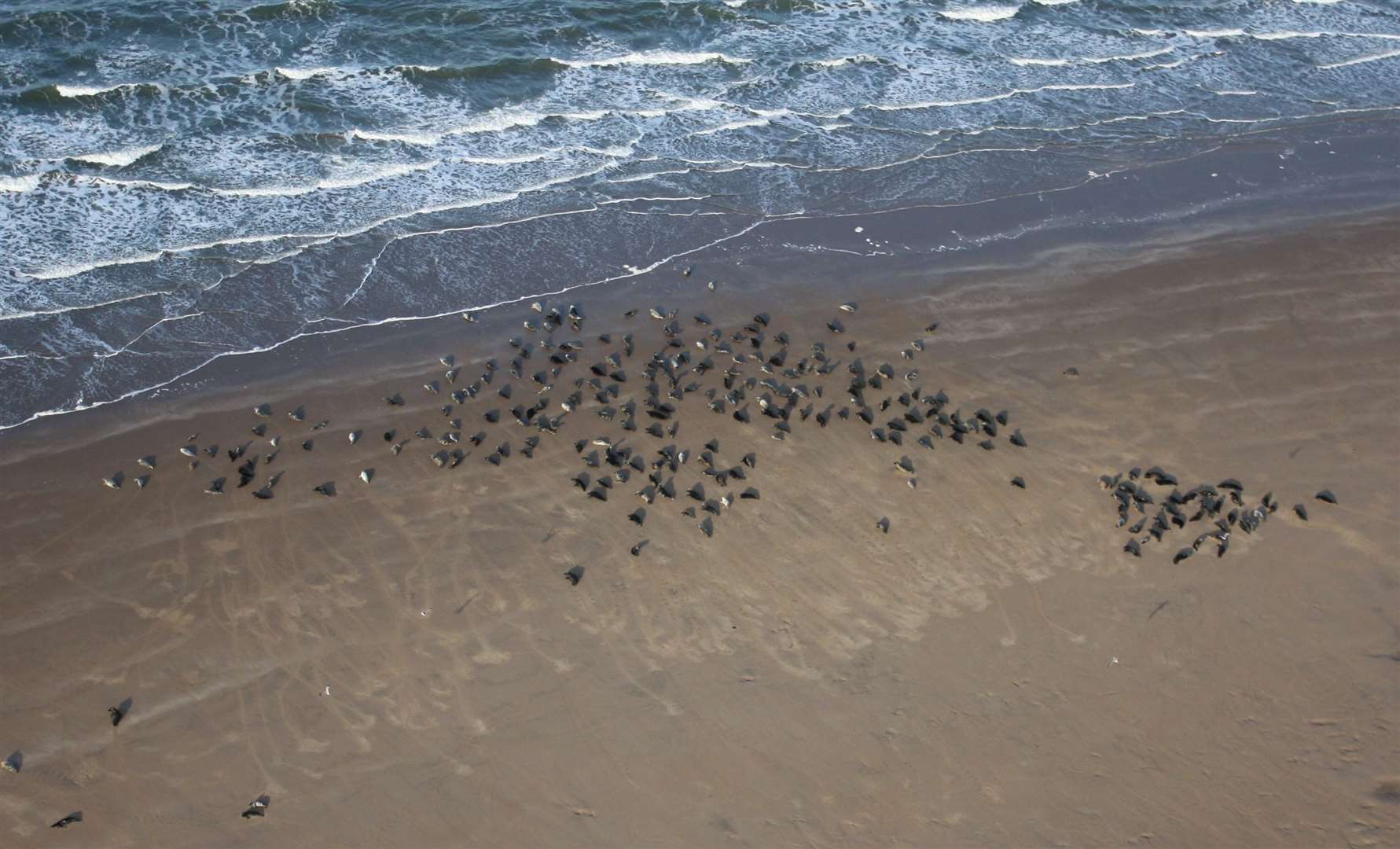Seals at Goodwin Sands in Deal. Picture: Geoff Hall