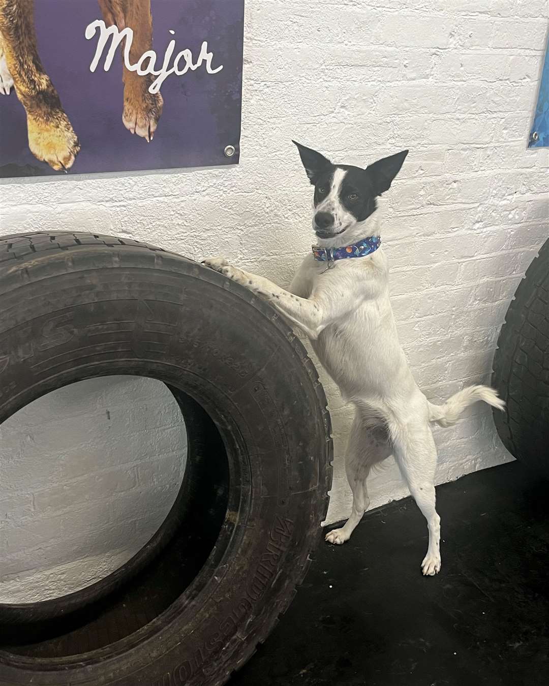 Nova has learn new tricks at Canine Paws Academy at Mockbeggar Business Park in Cliffe