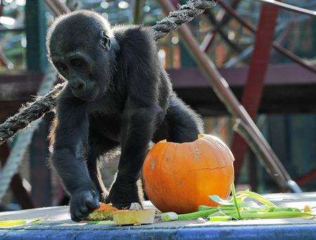 A gorilla at Howletts Wild Animal Park. Picture: Dave Rolfe.