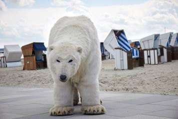Paula the polar bear (2031139)