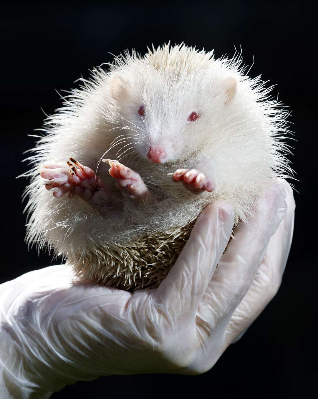 An extremely rare albino hedgehog taken in by Prickly Pigs Hedgehog Rescue in Otley, West Yorkshire, is named Jack Frost by staff (Danny Lawson/PA)