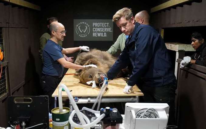 Brown bear Boki from Wildwood Trust, between Canterbury and Herne Bay, undergoes successful brain surgery