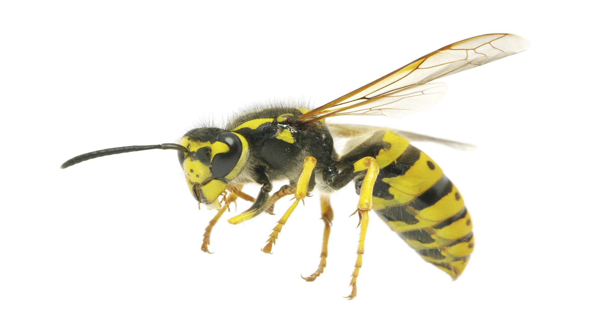 Wasp nest fire at Bowens Field, Ashford