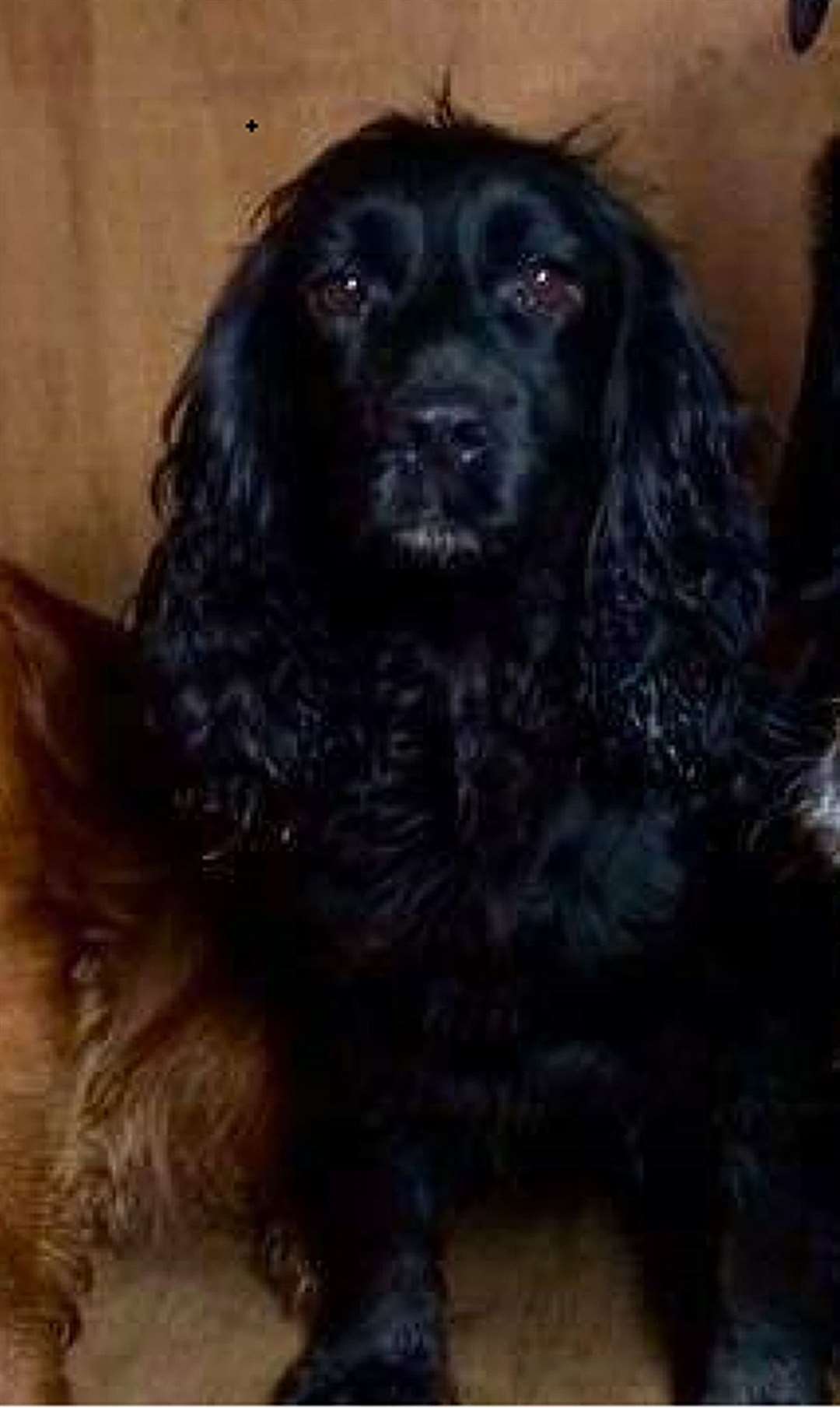 Cocker spaniel Tilly was stolen along with Daisy and two other dogs in November 2016 and has never been found (Surrey Police/PA