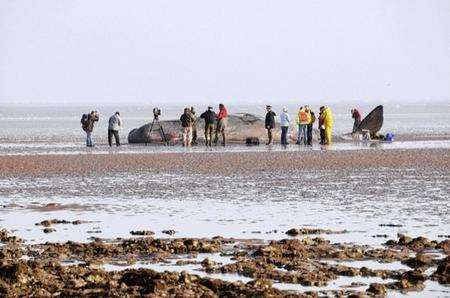 Experts look at the Pegwell Bay whale