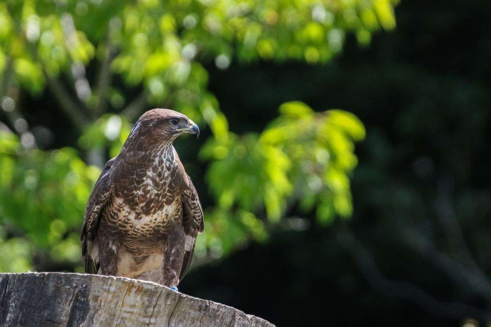 There are birds of prey aplenty at the Willows. This one is called Boadicea