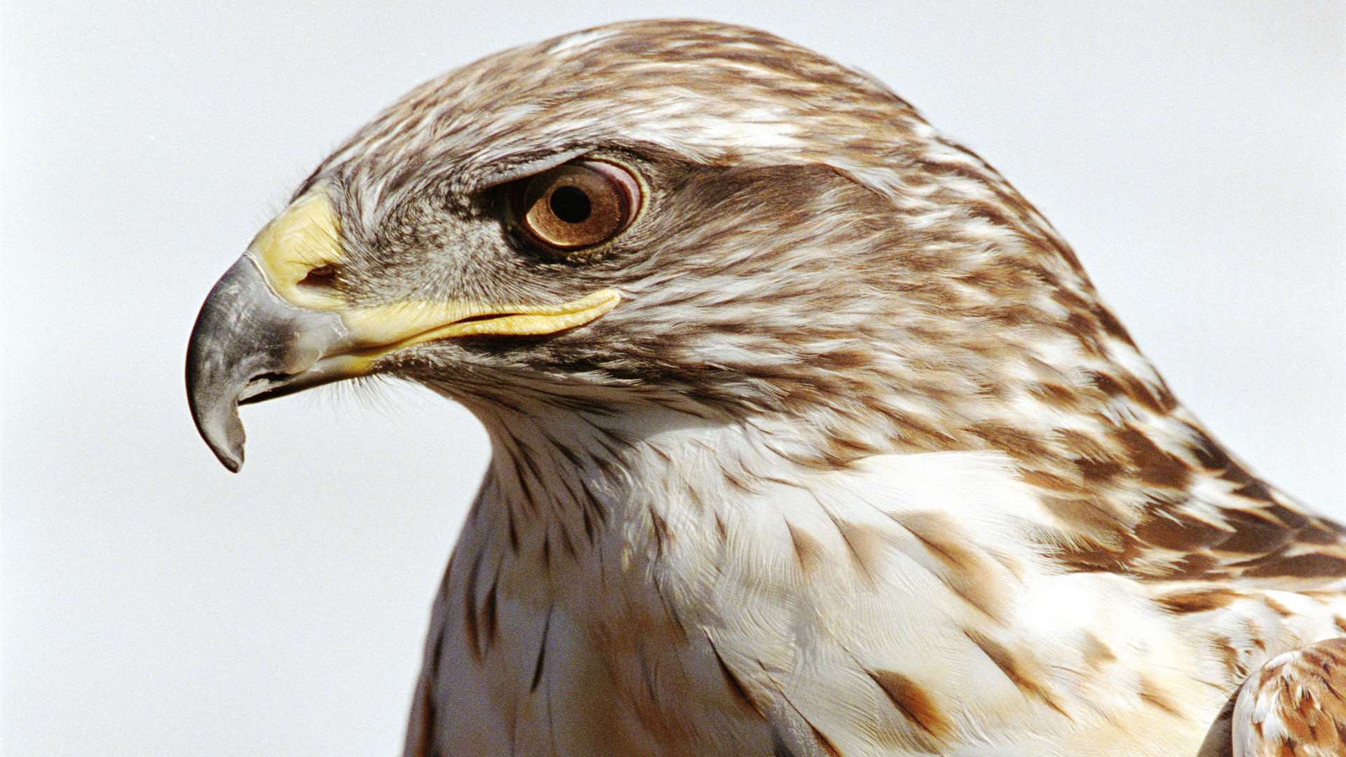 The harris hawk later flew away