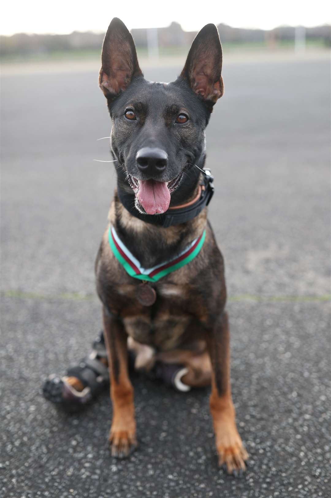 Kuno, a Belgian Shepherd Malinois based at Woolwich Barracks in London, shows off his PDSA Dickin Medal, which he received after being wounded while saving the lives of British forces fighting al Qaida in Afghanistan(Yui Mok/PA)