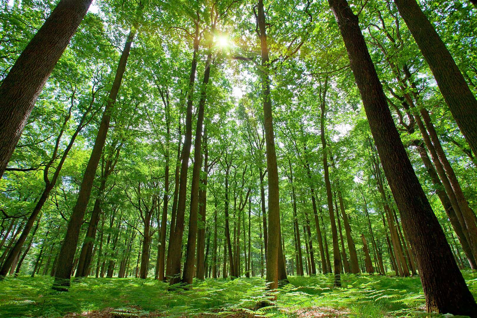 The mission will penetrate through forests’ canopies and build a 3D image of them (Alamy/PA)