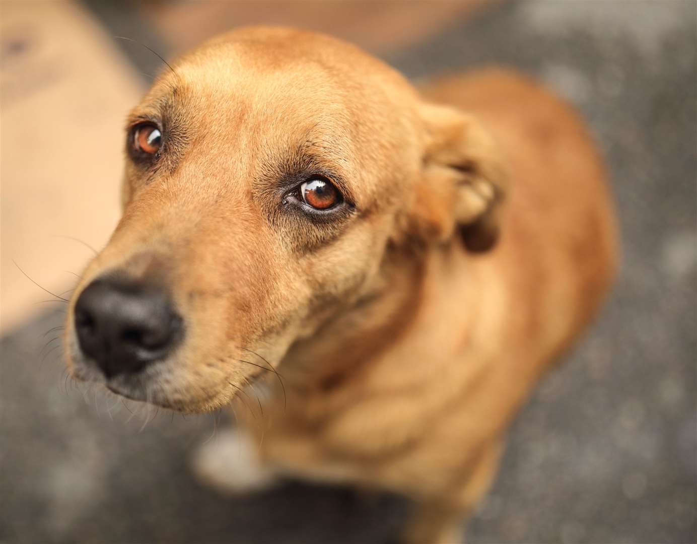 Hundreds of dogs make their way into the hands of council dog wardens each year. Image: Stock photo.