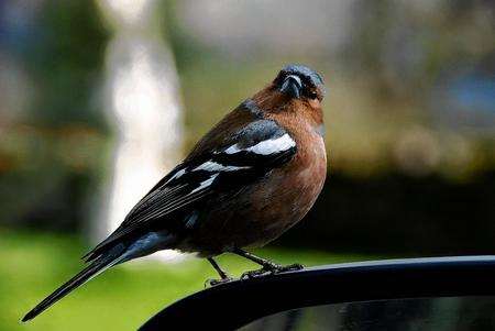 A chaffinch