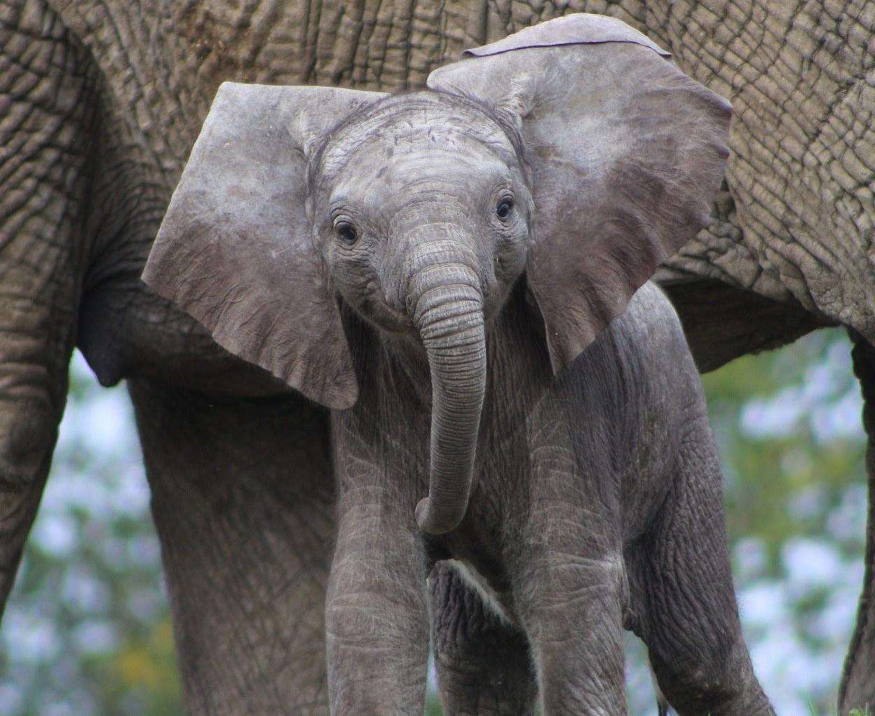 A new elephant calf at Howletts