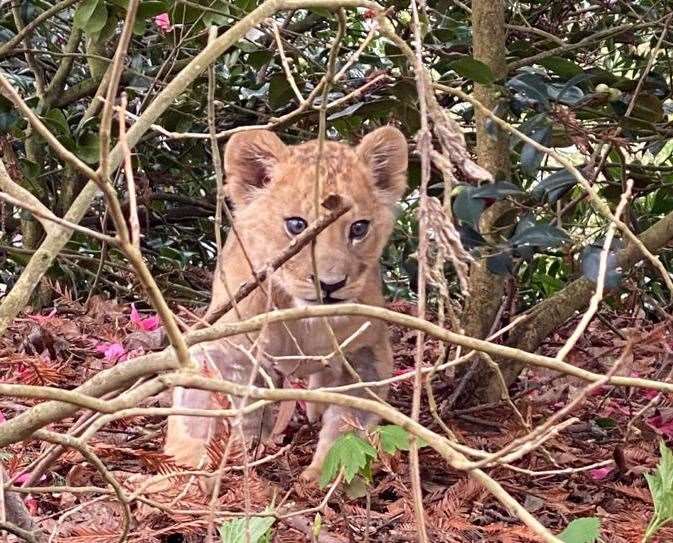 Azi as a cub at Port Lympne. Picture: Port Lympne