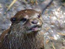 otter