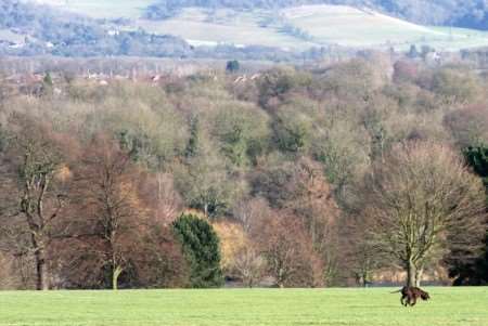 Mote Park. Picture: John Westhrop