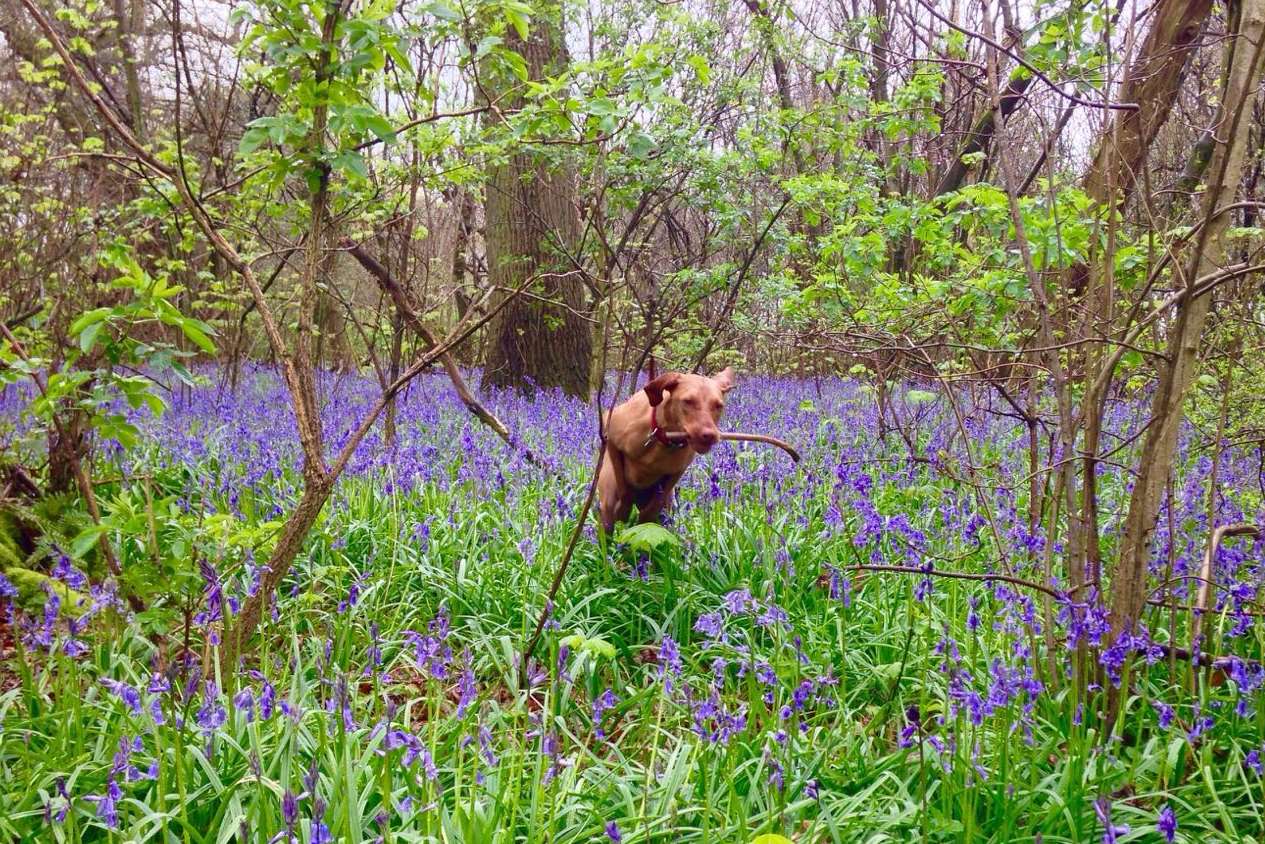 Off the lead in the Kent countryside