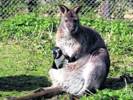 Percy and Wendy at Wingham wildlife park