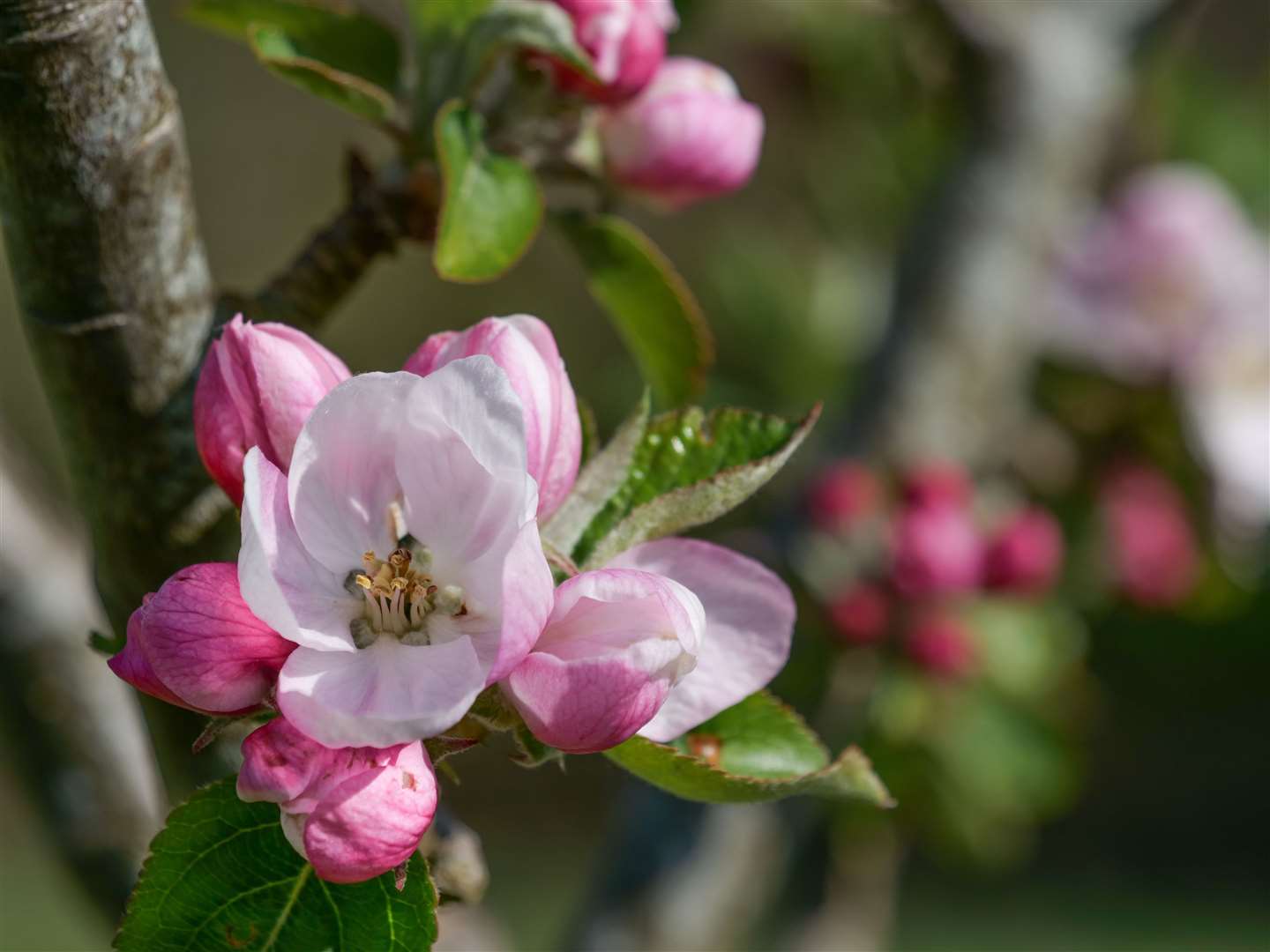 Apple Blossom in Tregew Orchard at Trelissick, Cornwall (National Trust/PA)