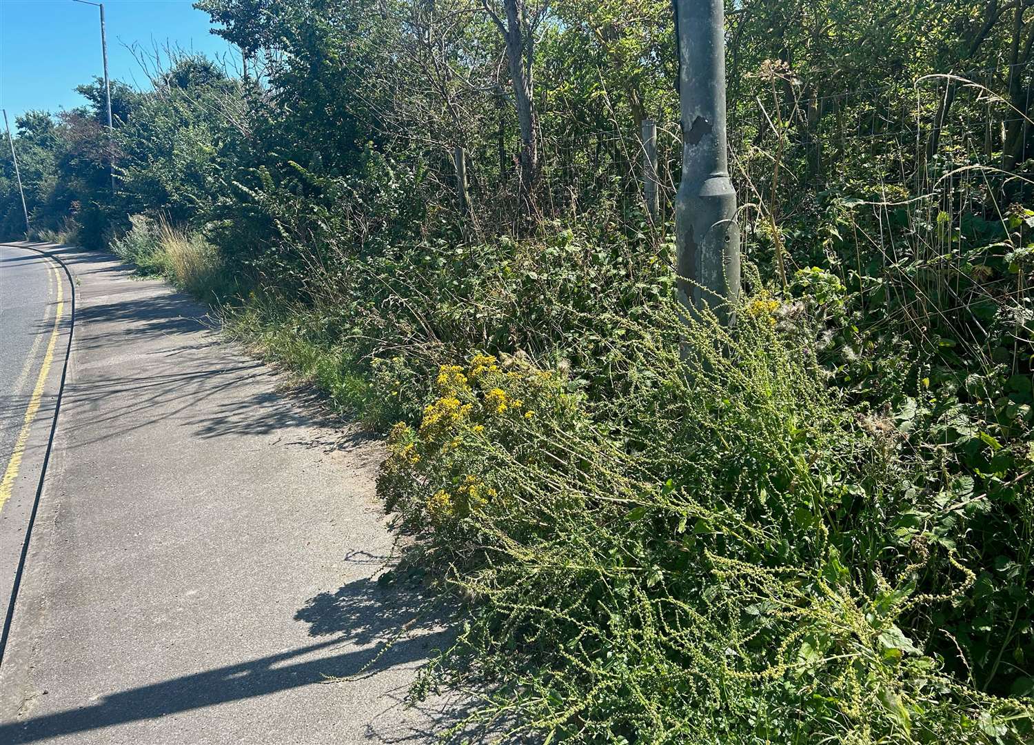 Some of the overgrown weeds in St Mary's Bay on Romney Marsh