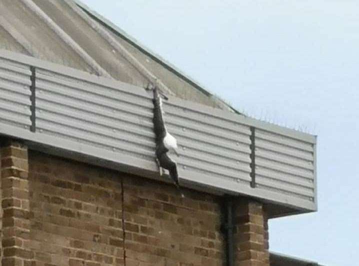 The black-backed gull tragically became ensnared on bird spikes. Picture: Sheila Stone