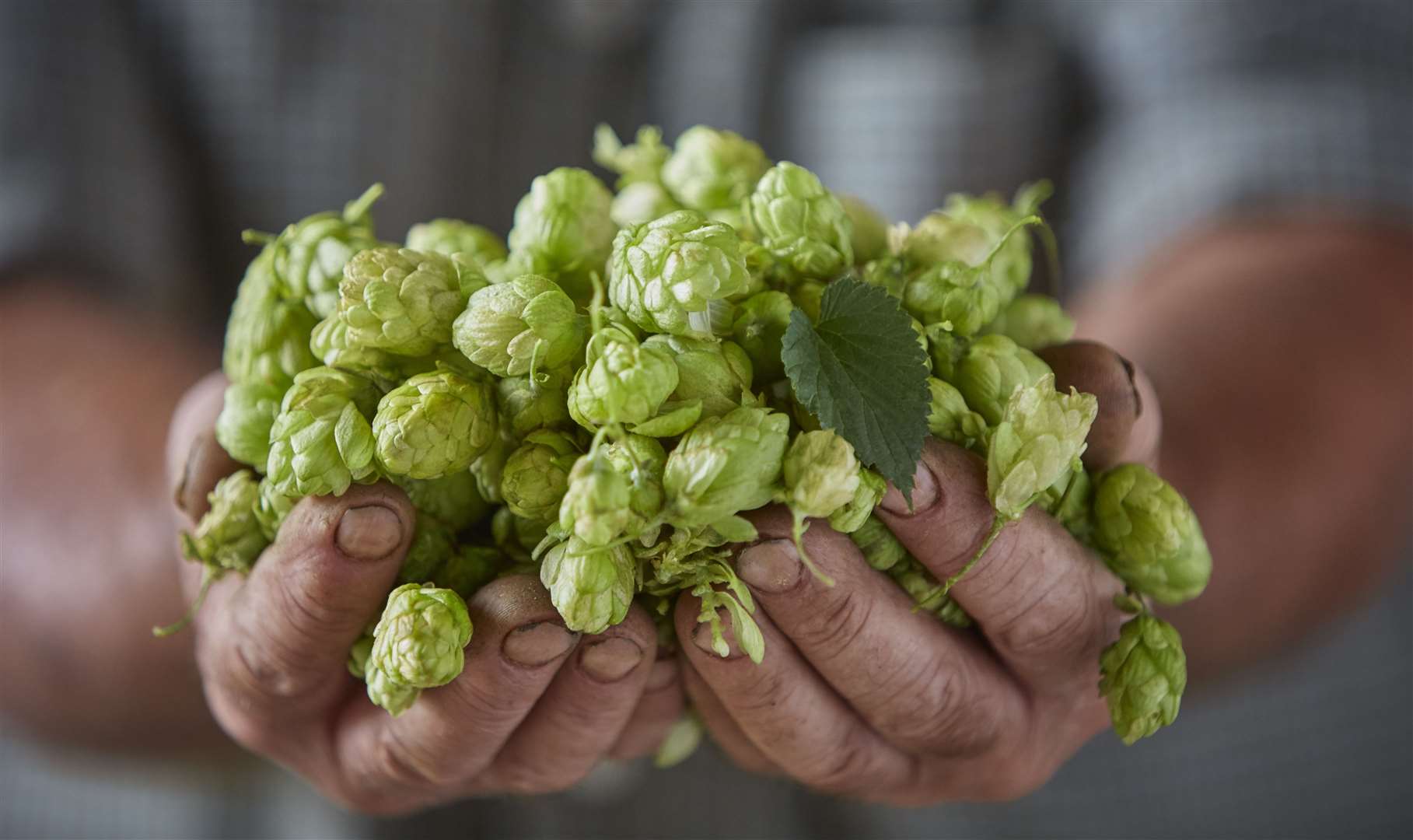 Hops at Parsonage Farm Picture: Shepherd Neame