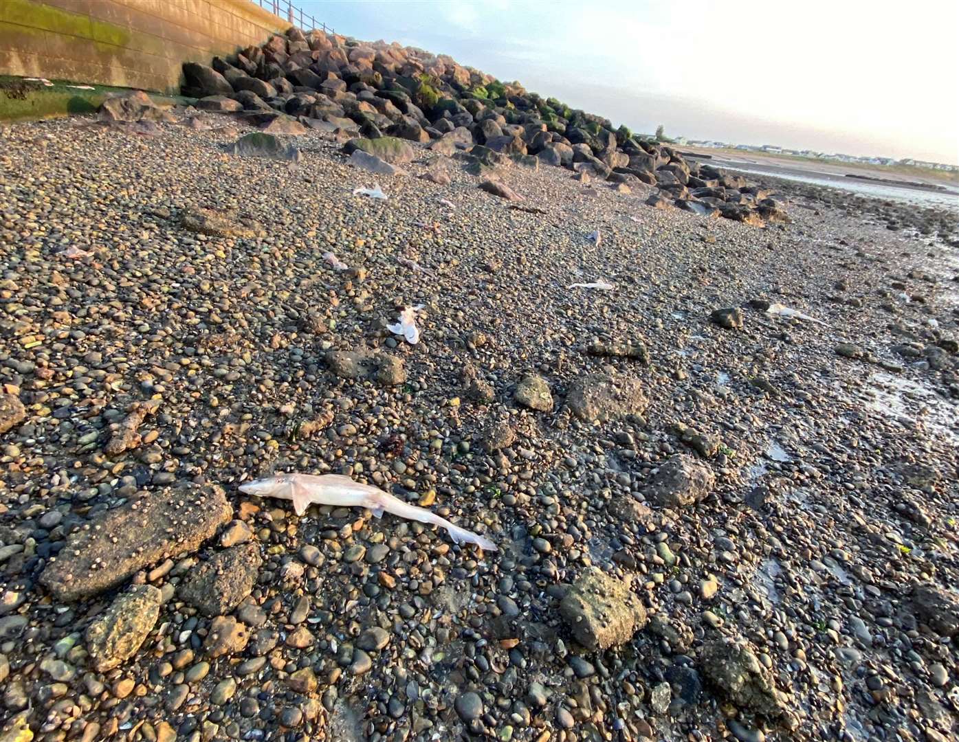 Dead sea creatures were found near Hampton Pier. Picture: Jordan Knight