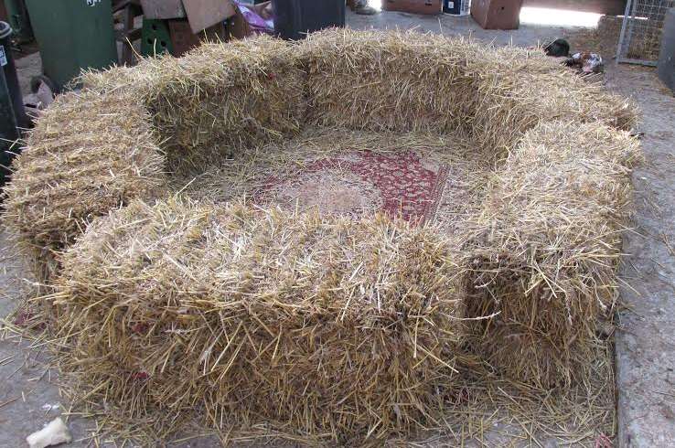 A suspected fighting ring, known as a cockpit, was also found in Iwade