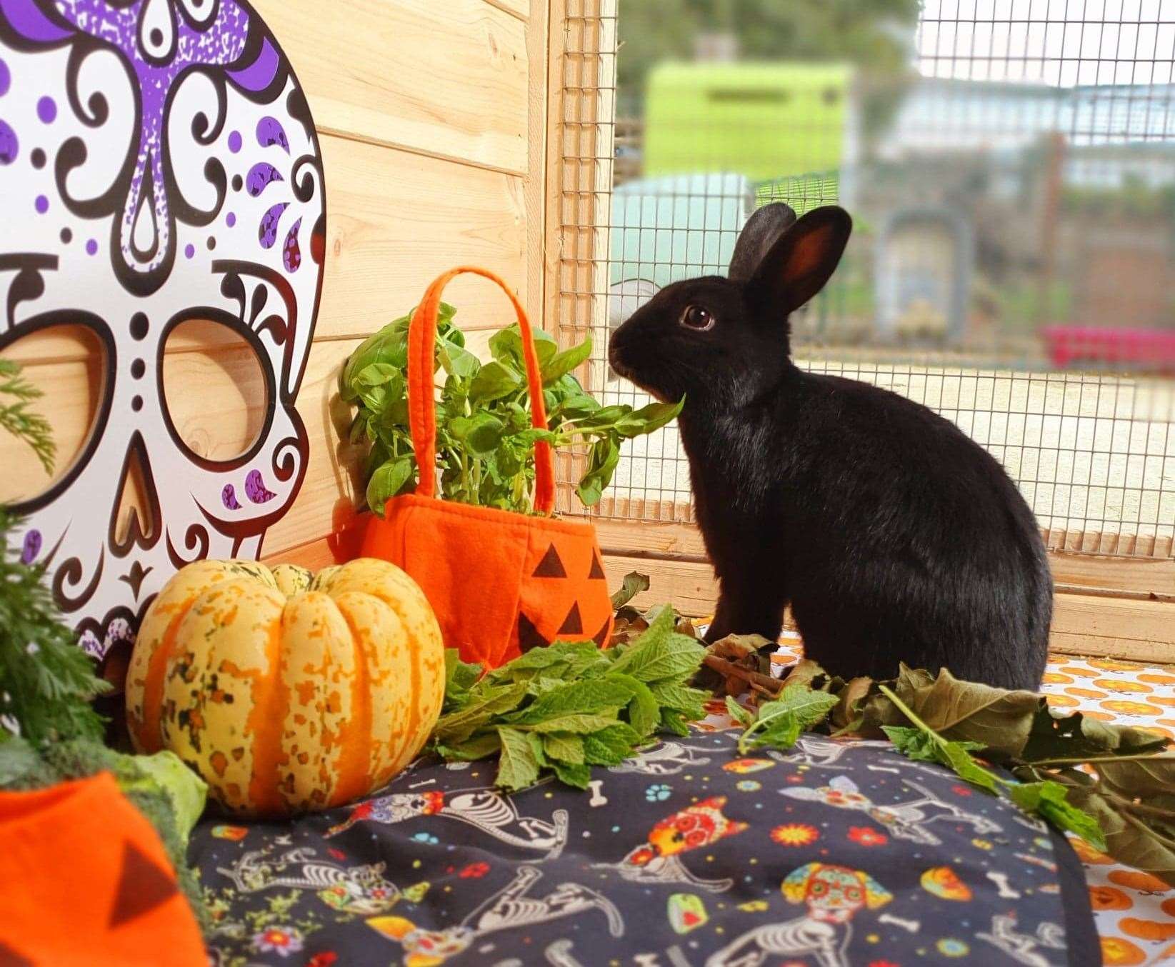 The North West Kent branch of the RSPCA has rescued more than 50 abandoned rabbits so far this year, with black rabbits taking the longest to be adopted
