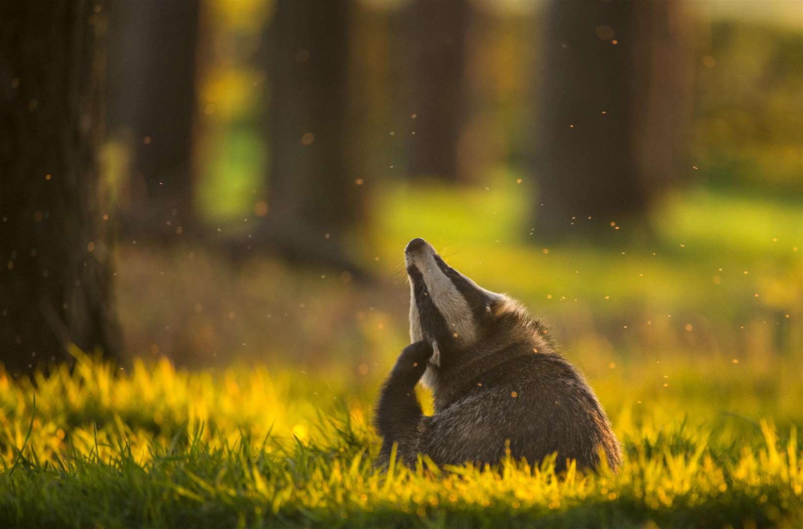 Crepuscular Contentment (Eurasian Badger) Derbyshire Picture: Andrew Parkinson (BWPA)