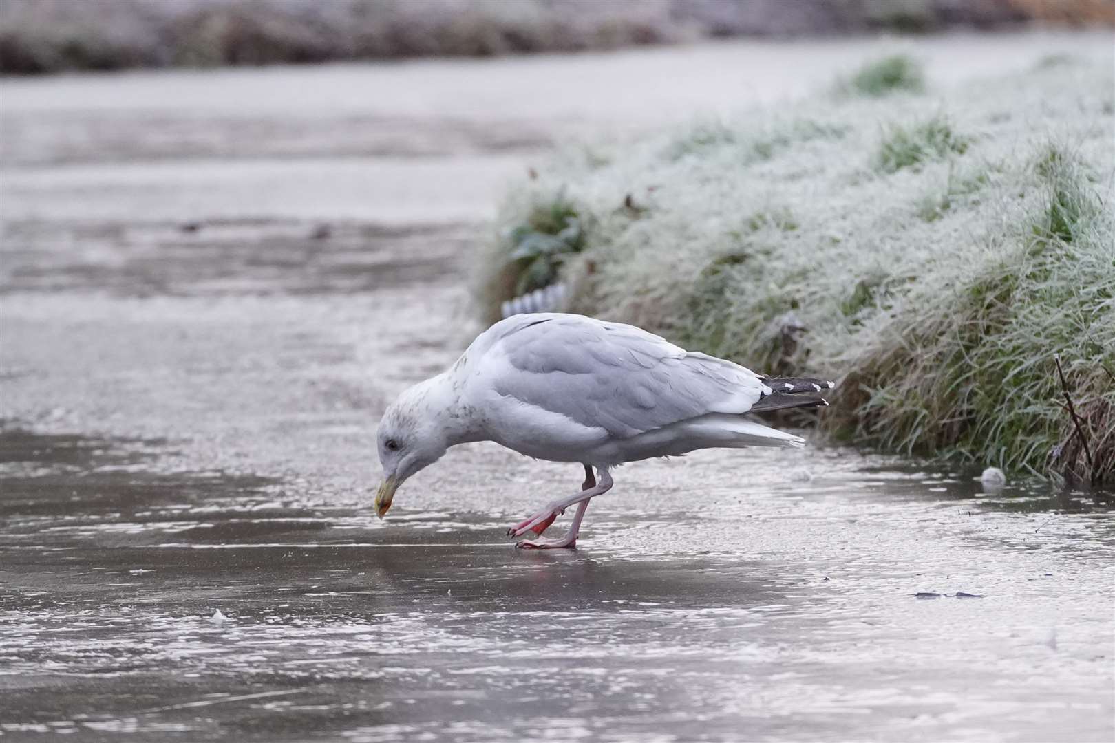 A seagull on a frozen pond in the National Botanic Gardens in Dublin (Brian Lawless/PA)