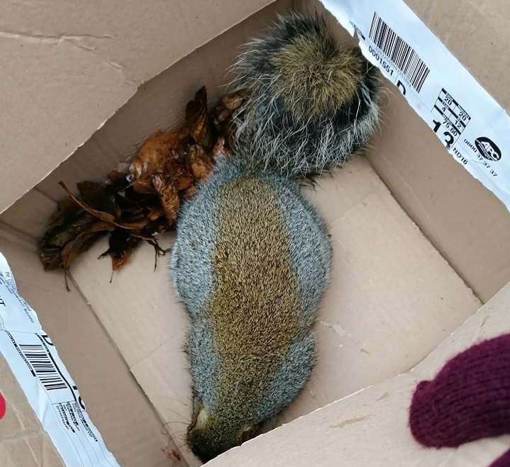 squirrel catapult in pond