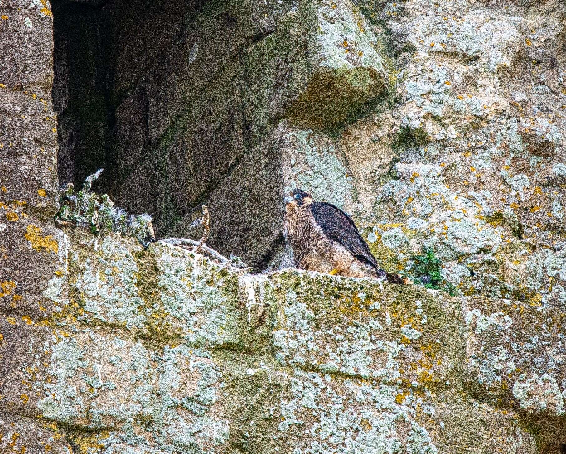 Peregrine falcon chick at Corfe Castle (Neil Davidson/National Trust/PA)